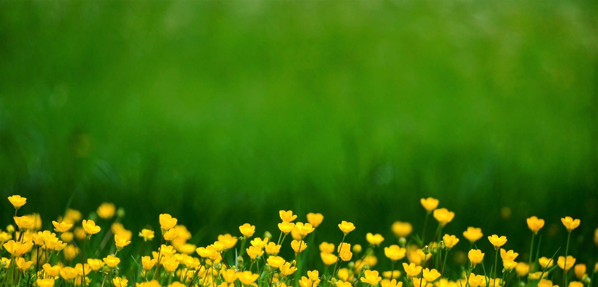 Smörblommor vid grön äng.