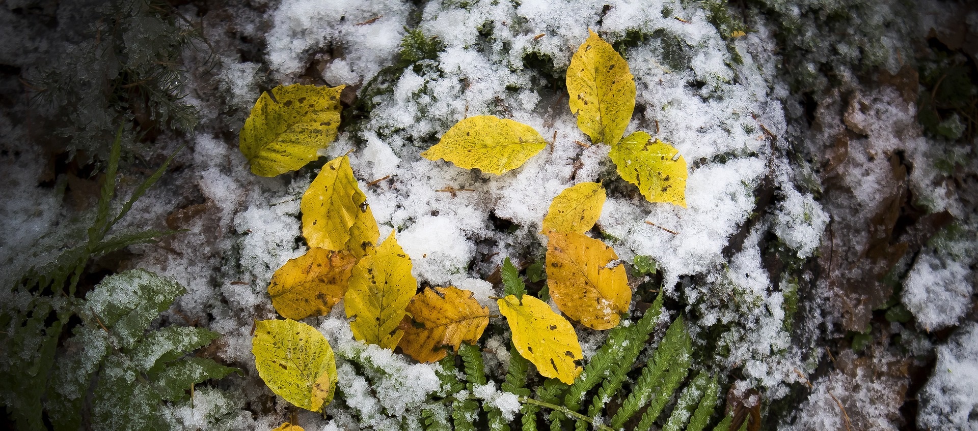 Snötäckt mark med gröna och gula blad sticker fram igenom och ligger på snön.