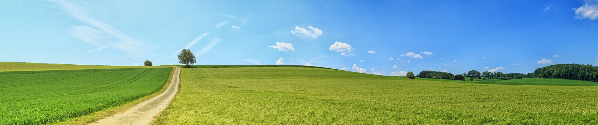 Grön äng och blå himmel.