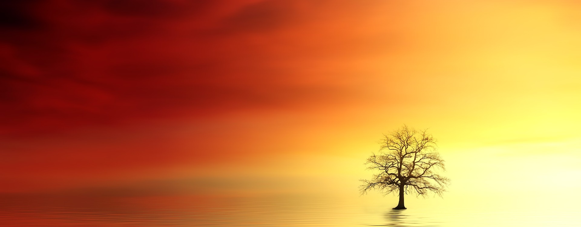 Solnedgång, gul och röd med ett träd.