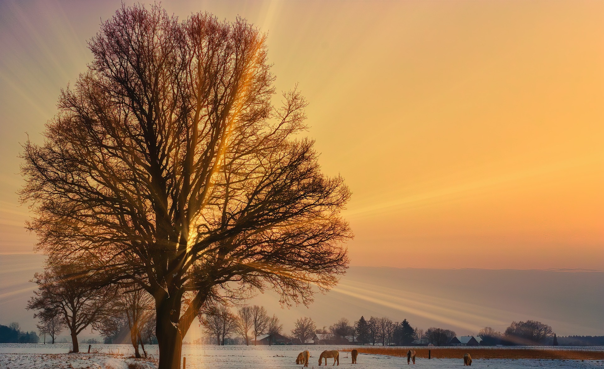 Snötäckt vinterlandskap där solen sticker fram mellan trädgrenar. I fjärran syns några hästar gå och beta.