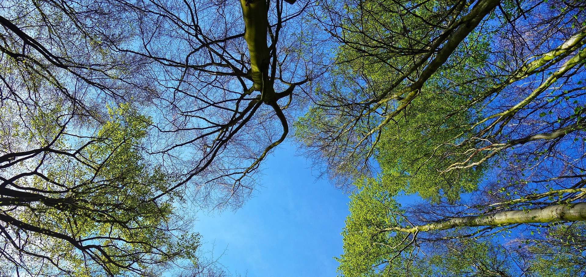 Vårbild där knoppar slagit ut på träd mot blå himmel.