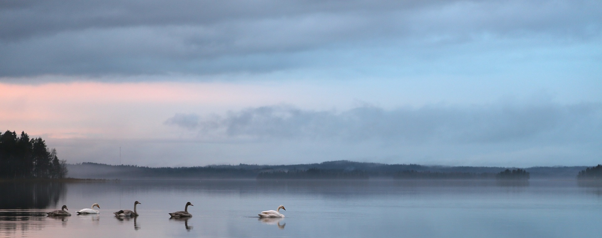 Blå bakgrundsbild, svanar i sjö.