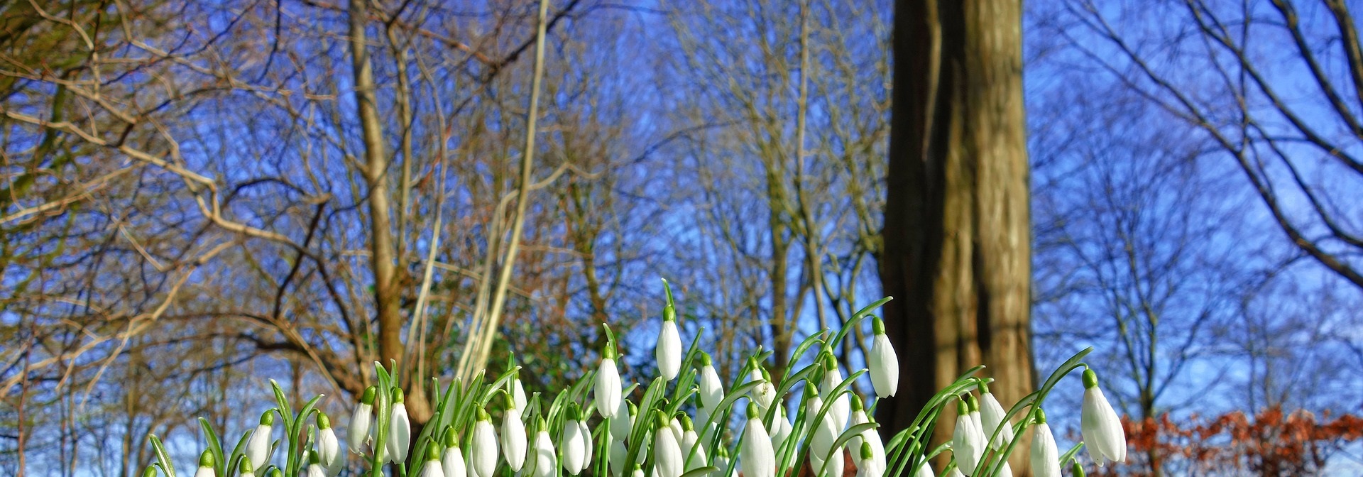 Blå bakgrundsbild, snödroppar